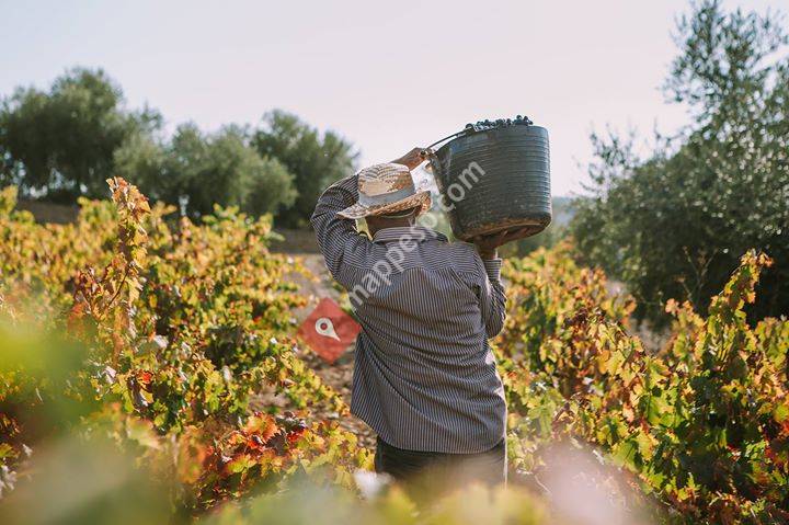 Celler Masroig