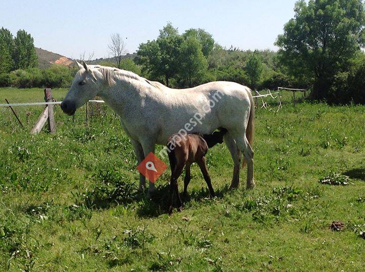 Centro de doma cabalcresber