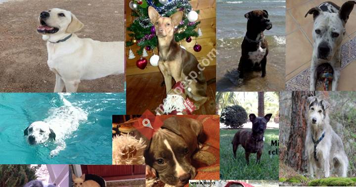 Centros Veterinarios Eclipse