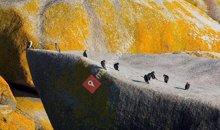 Chasula Aves / Chasula Birds