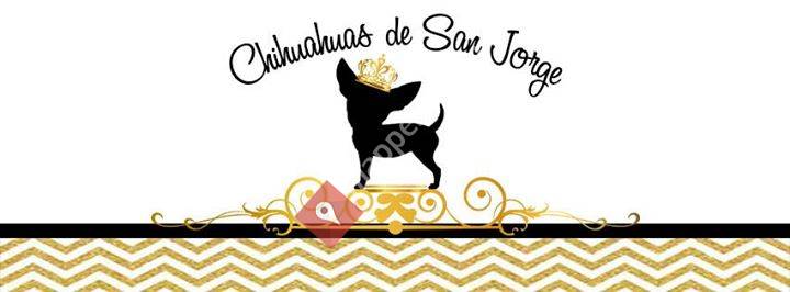 Chihuahuas De SAN JORGE