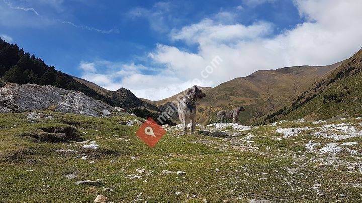 Clínica Veterinària Pirineu - PIRIVET