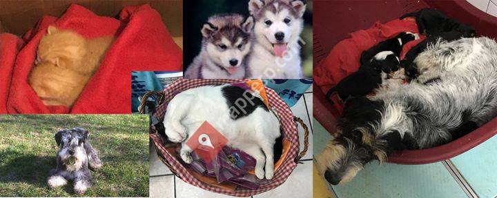 Clinica veterinaria la Barquera               Centro Veterinario Comillas