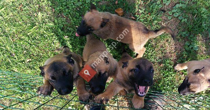 Club Canino Lankor