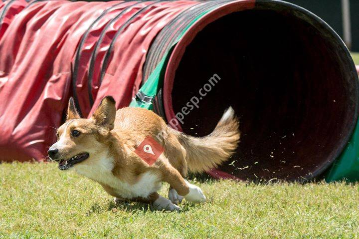 Club d'agility Cànic
