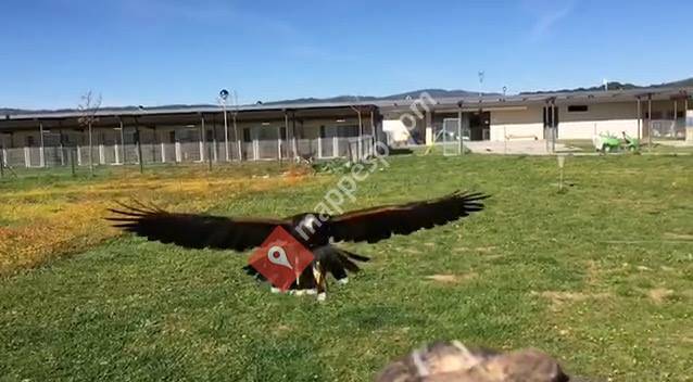 Club De Aves Rapaces Andelos