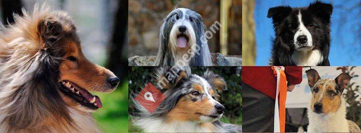Collie Club  de España