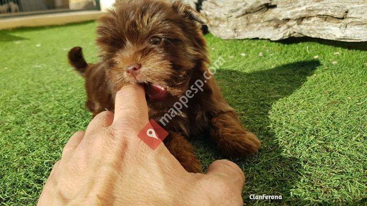 Colorful Yorkshire Terrier