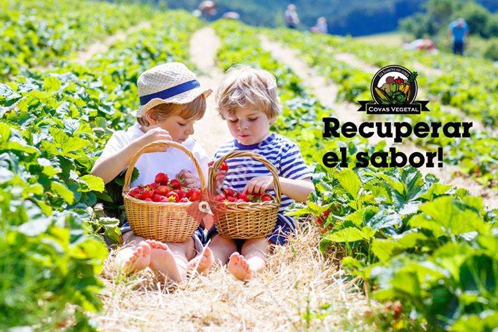 Covas Vegetal
