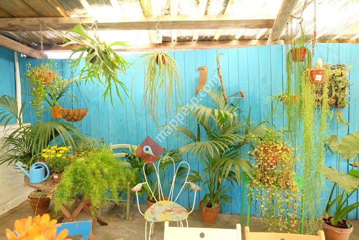 Curious Garden