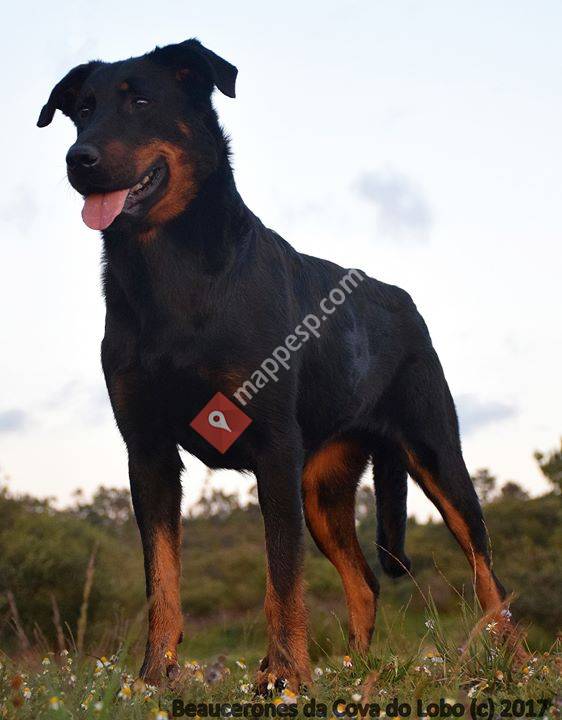 Da Cova do Lobo