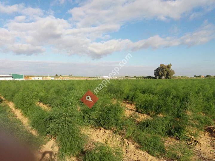 Desdearahal Sociedad De Desarrollo de Arahal