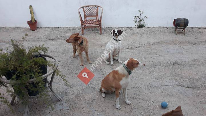 Dog BnB
