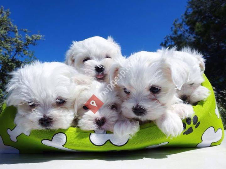 Doggies Can
