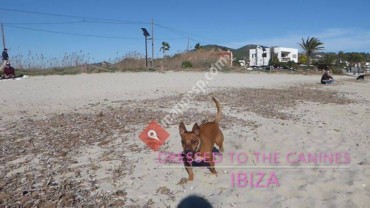 Dressed To The Canines Grooming & Cattery