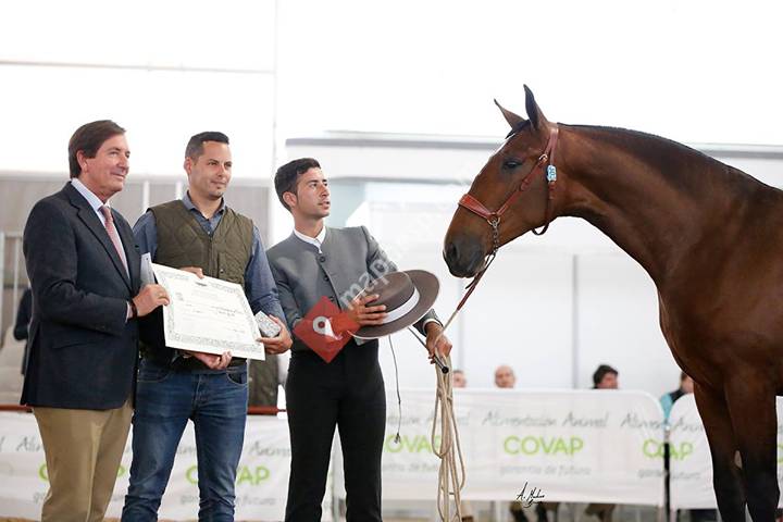 El Apoyo - Centro de Equitación