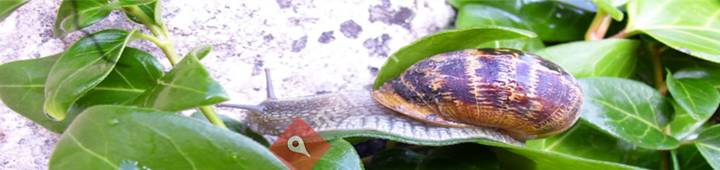 El Caracol Segoviano