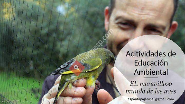 El maravilloso mundo de las aves