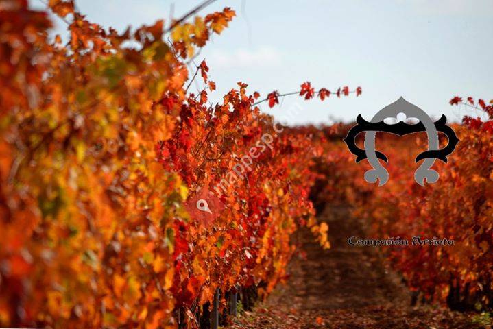 El Mozo Wines -Bodegas Compañon Arrieta-
