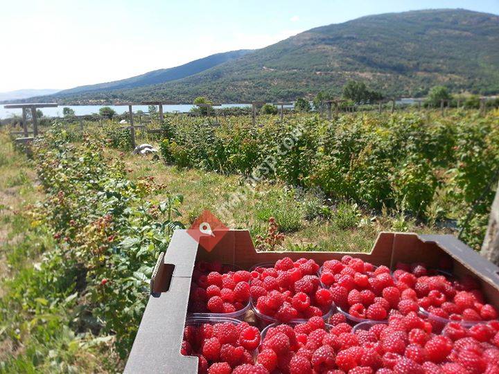 El Puente Del Molino Frutos del Bosque