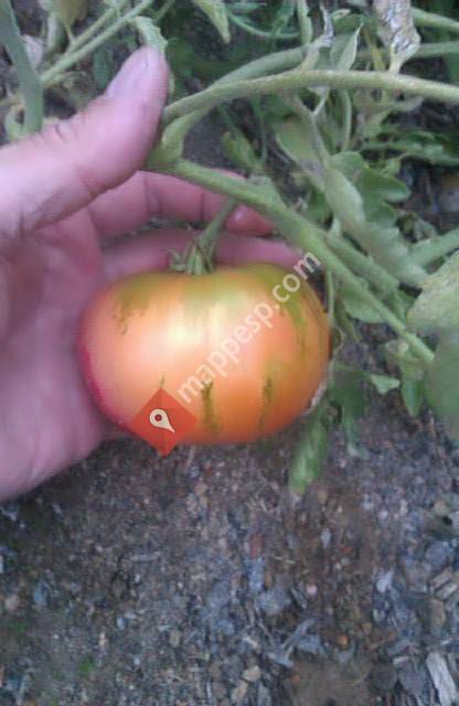 El Rincón de las Setas