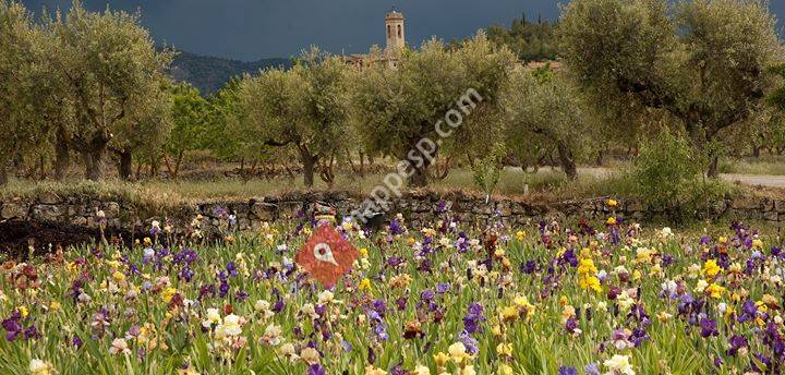 El Vilosell Iris