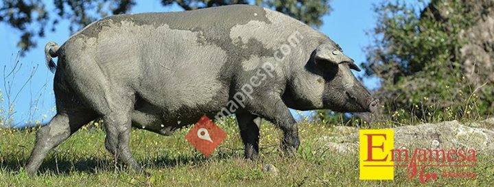 Emjamesa Ibericos