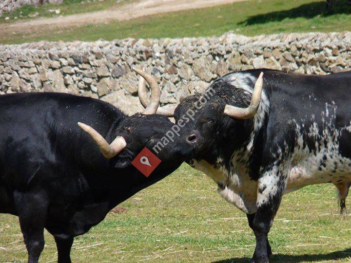 ENCIERROS COMUNIDAD DE MADRID