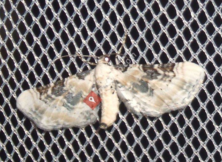 Entomoforum Mazarrón
