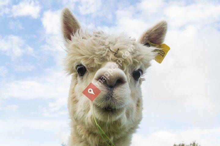 Esencianimal