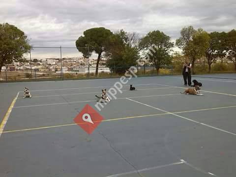 Evolucan Terapias Asistidas con Perros (ADIESTRAMIENTO Y FORMACIÓN)