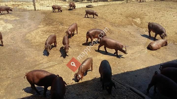 Explotación de Cerdos reproductores Ibéricos y Duroc El Alosno