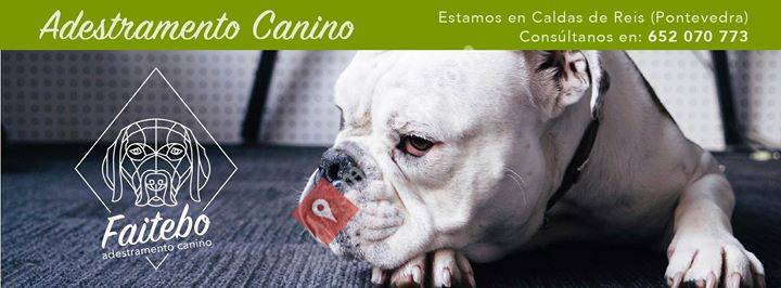 Faitebo Adestramento Canino