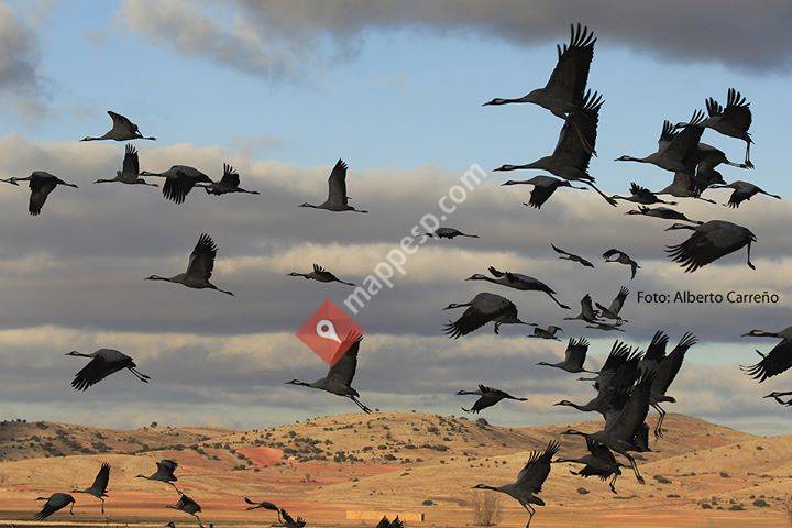 Festival de las Grullas -Laguna de Gallocanta -