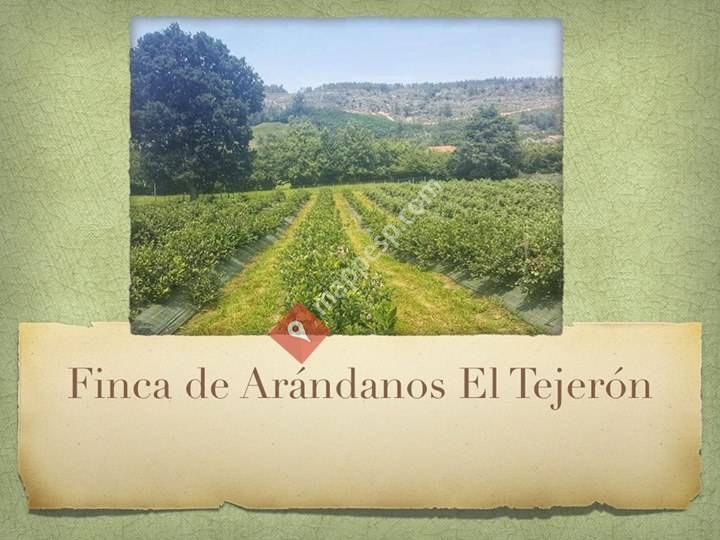 Finca de Arandanos El Tejeron