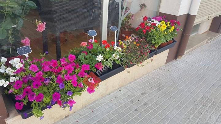 Floristería Lo Jardí Encantat