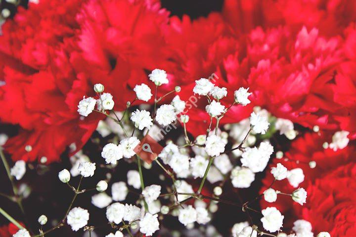 Floristeria Bolboreta