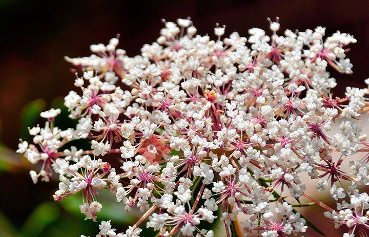 Floristeria Teresa