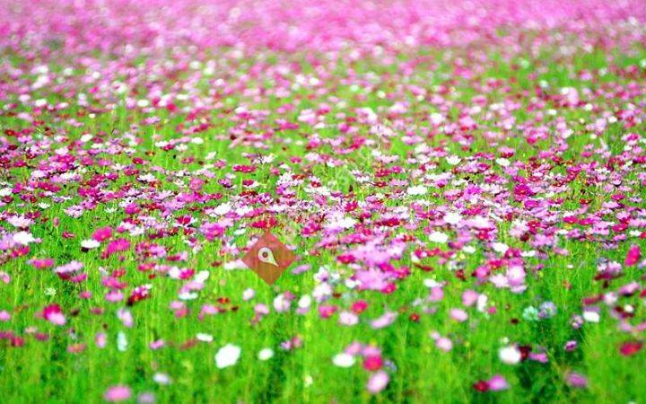 Flowers&asociados