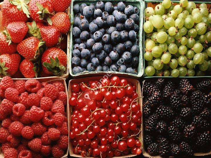 Fruits.Cat - UdG
