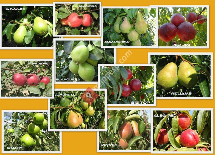 Frutas Llobera,s.l.