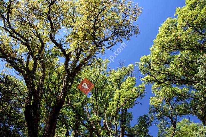 Fundación Más Árboles