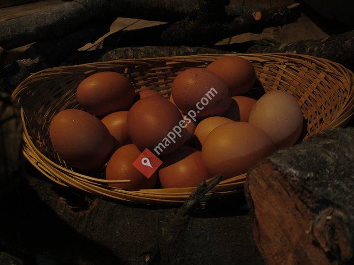 Gallinas Isleñas