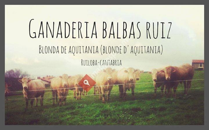 Ganadería Balbas Ruiz Blonda de Aquitania