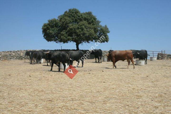 Ganadería González Cortés