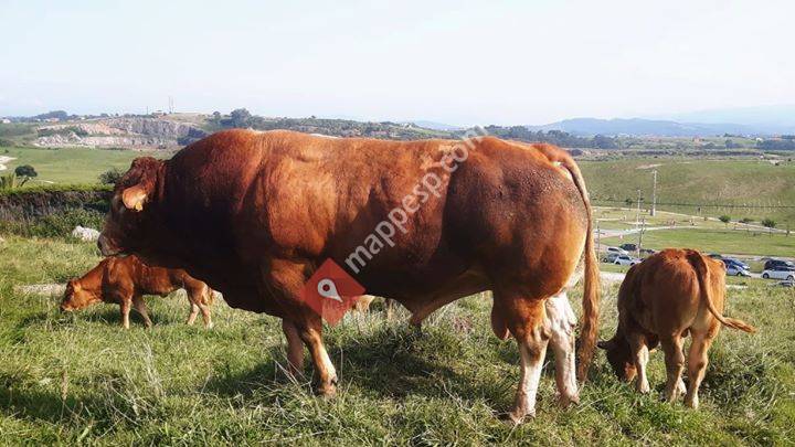 Ganadería Limusín Yadhisa