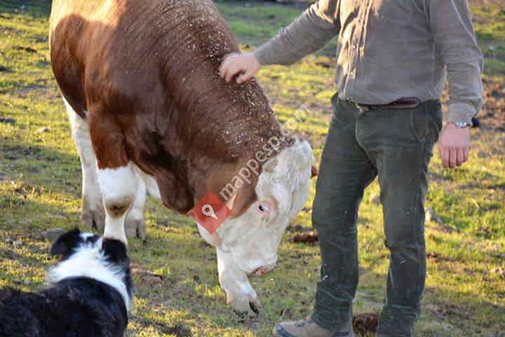 Ganadería Vega el caño .