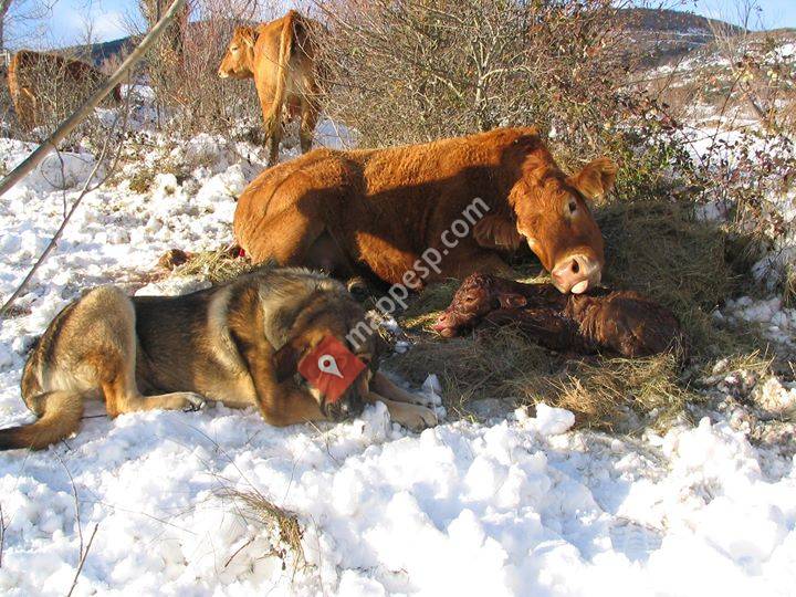 Ganaderia Limusin Brig