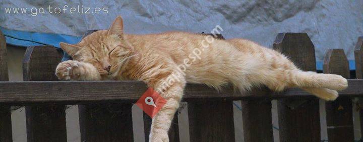 Gato Feliz