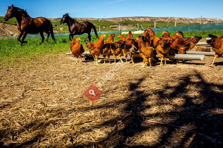 Granja El Aguatocho